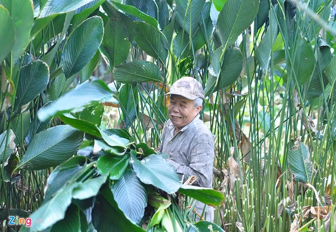Ông Võ Kim Phượng (76 tuổi, ngụ ấp Đông Kim, xã Gia Kiệm) nói rằng gia đình trồng dong trên diện tích 3.000 m2. Những ngày cận Tết, khối lượng công việc lớn nên ông phải thuê trên 20 nhân công thu lá.