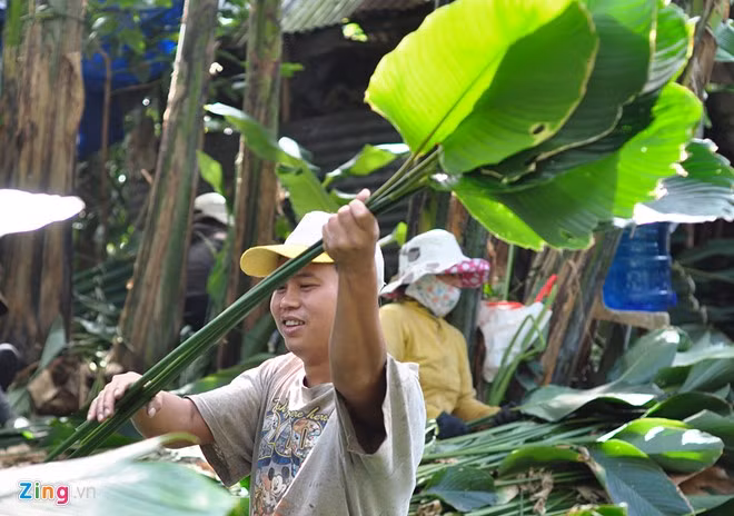 Sau khi chặt, lá dong được chia thành 3 loại và bán với mức giá khác nhau. Trong đó, lá to, đẹp dùng gói bánh chưng được bán với giá 1.800 đồng/lá.