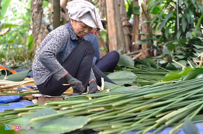 Vào vụ thu lá, hàng trăm nông dân trong vùng, thậm chí ngoài tỉnh đổ về Gia Kiệm làm thuê với mức thù lao 180.000-300.000 đồng cho một người mỗi ngày.