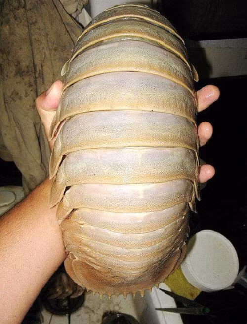 Bo bien khong lo 4 trieu/con: Mon nhau la cua dan Ha thanh-Hinh-5