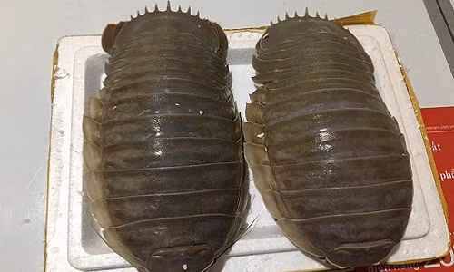 Bo bien khong lo 4 trieu/con: Mon nhau la cua dan Ha thanh