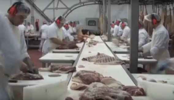 Sau một năm chăn thả, những chú lợn đen được cung cấp cho nhà máy chế biến thịt heo hàng đầu Tây Ban Nha. Tại đây, thịt lợn Iberia được chế biến và đóng gói theo tiêu chuẩn chất lượng quốc tế. Ảnh: Youtube.