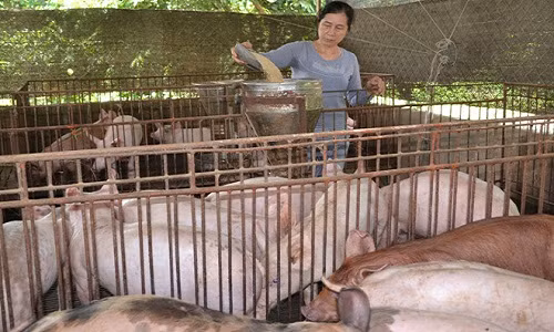 Dong Nai giai cuu heo bang cach xe thit ban cho cong nhan-Hinh-2