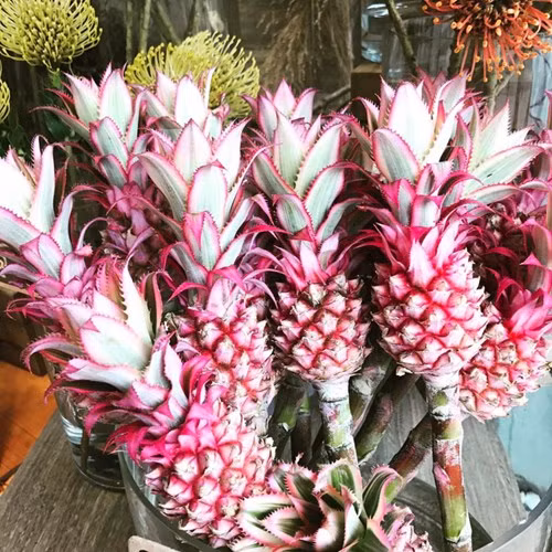 Ngay từ khi bán ra, dứa màu hồng đã khiến người tiêu dùng “chao đảo”. Ảnh: Benandalonna