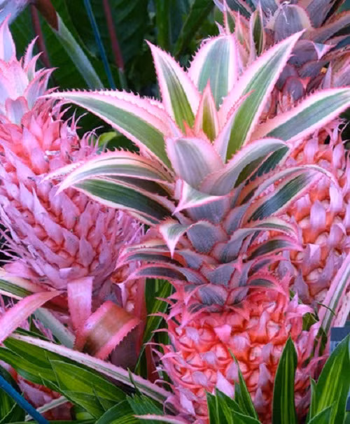 Khoác lên mình màu sắc độc đáo, những trái dứa hồng từ ngoài vào trong nhanh chóng khiến người tiêu dùng mê mệt. Ảnh: Benandalonna.