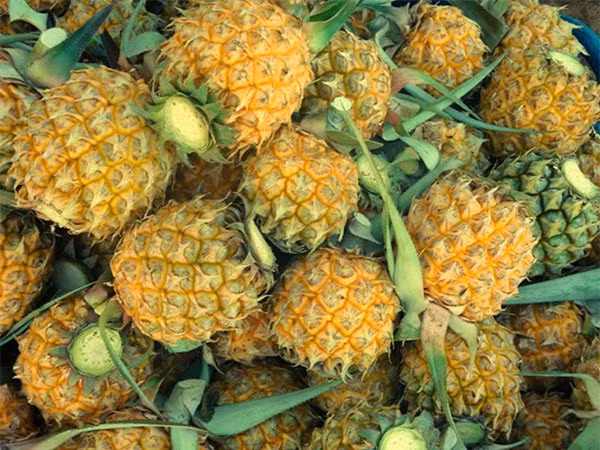 Loại dứa Thái mini này có màu vàng bắt mắt, chưa cần gọt đã ngửi thấy mùi thơm. Khi ăn, dứa có vị giòn và đặc biệt rất ngọt. Ảnh: Webtretho