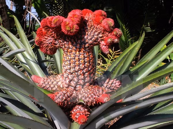 Quả dứa phụng gồm một thân chính to gấp đôi quả dứa thường và nhiều trái nhỏ xung quanh, khiến người ta liên tưởng đến hình ảnh chim công, chim phụng với màu sắc sặc sỡ, bắt mắt. Ảnh: TTXVN