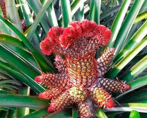 Dứa phụng là loài dứa cảnh có màu sắc sặc sỡ và hình dáng kỳ lạ thu hút đông đảo người tiêu dùng. Ảnh: Dân Việt.