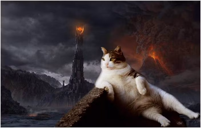 Chú mèo đăm chiêu tựa lưng vào tường ngắm cảnh. Ảnh: Sharenator.