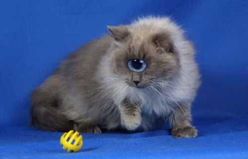 Kỳ quặc, mèo chỉ có một mắt và một tai? Ảnh: FreakingNews.