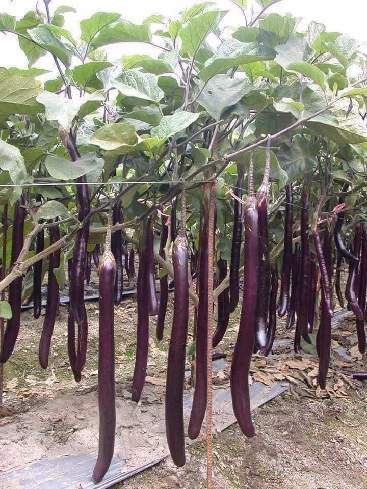 Cà tím bóng mịn lúc lỉu trên cây thật thích mắt.