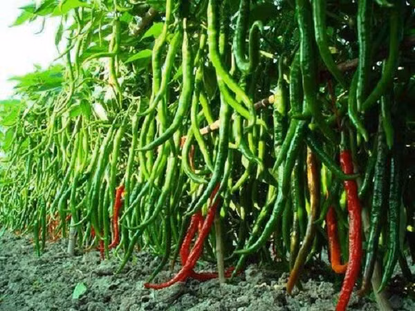 Cây ớt sai quả đến mức chen chúc nhau hiếm thấy.