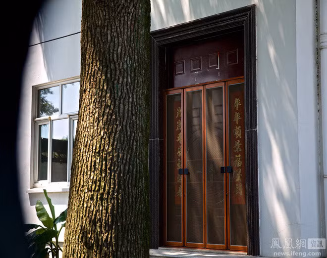 Cây long não lớn trước của có đường kính thân cây lên tới 70 cm.