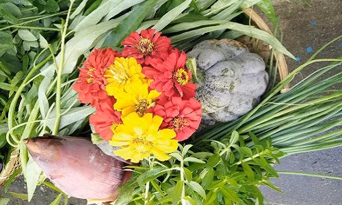 Chia sẻ lý do trồng rau quả Việt sạch, chị Thanh Hương cho biết: “Ngày đầu mới qua Đài, mình nhớ nhà rất nhiều. Do đó, mình quyết định trồng vài luống rau cỏ để khuây khỏa nỗi nhớ quê hương.