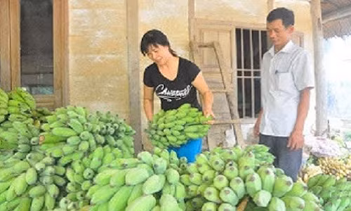 Su that chuoi khung nua can “ngam” chat kich phot