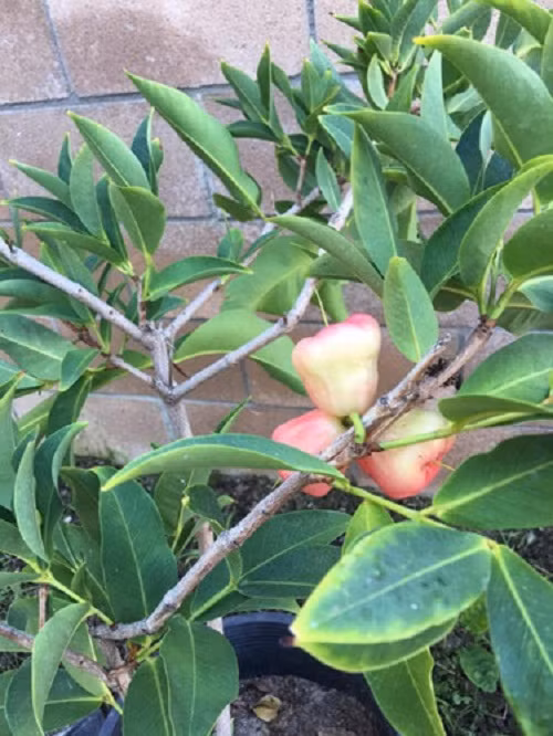 Khu nhà vườn của "búp bê" Thanh Thảo trên đất Mỹ có rất nhiều rau xanh và hoa trái, từ chanh, ớt, mận, ổi, cà chua...đến quả doi thân thuộc của người Việt Nam. Ảnh: FBNV.