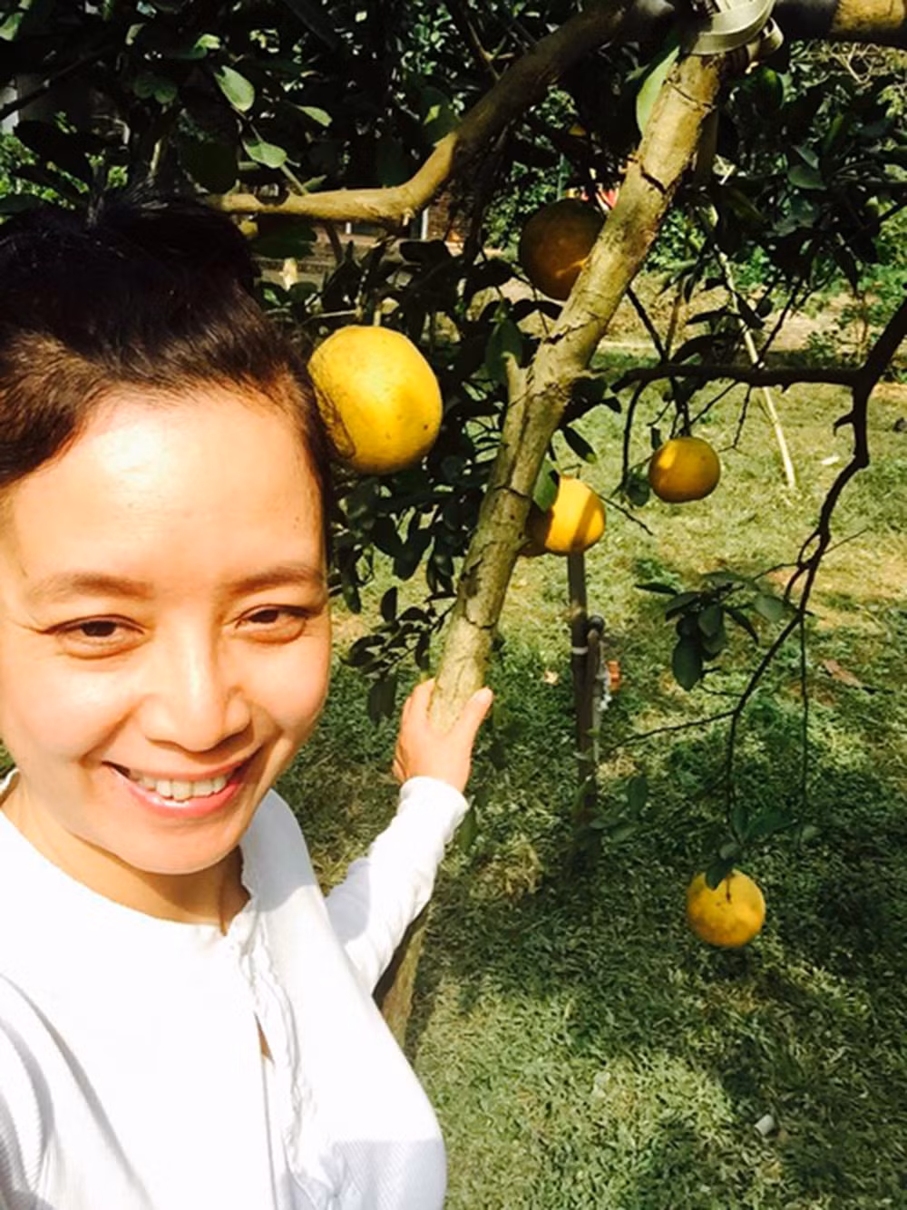 Những trái bưởi Diễn vàng ruộm trông thích mắt. Ảnh: FBNV.