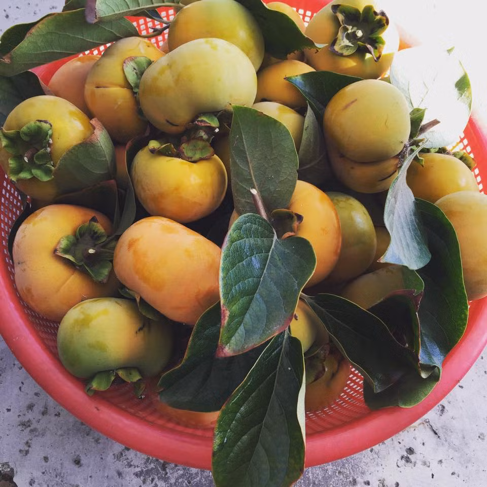 Những trái hồng sai trĩu cây cho thu hoạch cả một rổ to. Ảnh: FBNV.