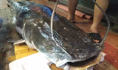 Xem nha hang Ha Noi mo "thuy quai" nang 112kg cho dan nhau-Hinh-2