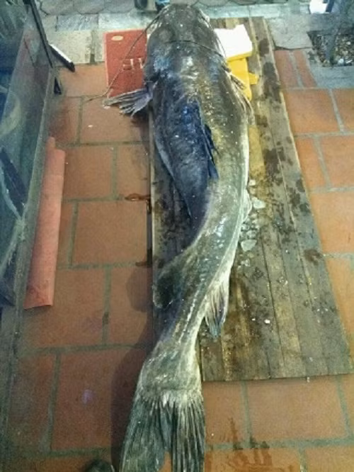 Xem nha hang Ha Noi mo "thuy quai" nang 112kg cho dan nhau