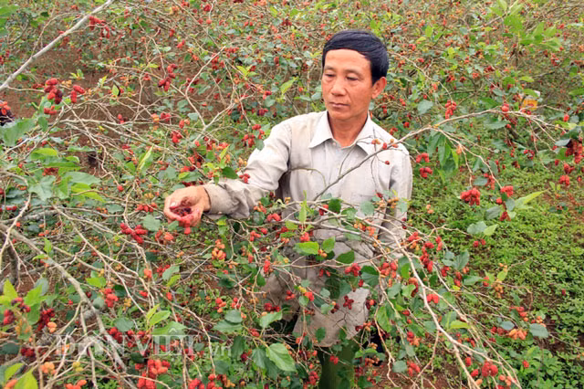 Giữ vững lập trường, ông Quốc tiếp tục trồng dâu. Từ 0,6 ha năm 2008, đến nay ông Quốc đã trồng được 2 ha và dự kiến đến năm 2019 sẽ có 4 ha dâu. Vụ chính thu hoạch dâu từ giữa tháng 2 đến đầu tháng 4. Vụ trái từ giữa tháng 11 đến hết tháng 12.