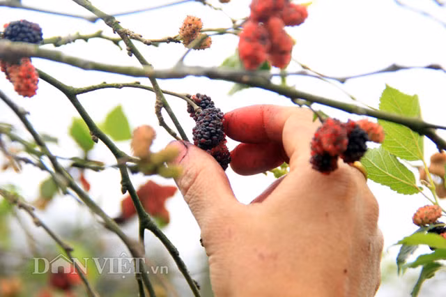 Trước sự liều lĩnh của ông Quốc, hàng xóm, bà con họ hàng và ngay cả vợ của ông đều gay gắt phản đối, nói rằng ông quá dở người. Bởi, trước đó có một nông trường trên địa bàn đã thất bại khi trồng dâu tằm và phải chuyển đổi sang trồng cây khác.