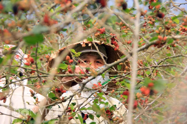 Lúc ấy, đầu ông Quốc lóe lên ý định trồng dâu ngâm rượu bán. Nghĩ là làm, ông Quốc thanh lý vườn tiêu và một số cây cối rồi thuê người đào hố trồng dâu.