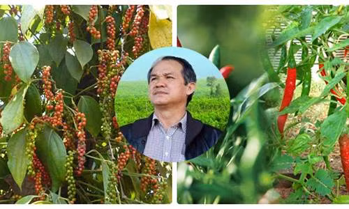 Chính vì vậy, bầu Đức cho biết đang tiếp tục trồng ớt và hồ tiêu. Theo kế hoạch, hồ tiêu được thu hoạch bán từ tháng 10 còn ớt sẽ thu hoạch và bán trong tháng 12 tới. Ảnh minh họa: Internet.