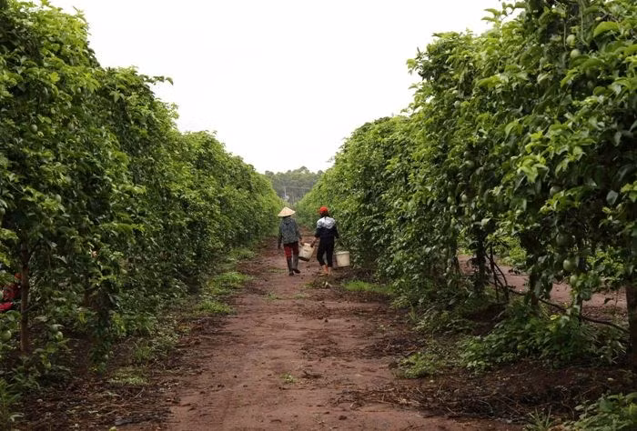 Tính đến ngày 12/9, bầu Đức đã xuất khẩu hơn 30.000 tấn chanh dây, đem về cho công ty hơn 700 tỷ đồng doanh thu. Giá bán chanh dây trung bình đạt 24.000 đồng/kg, giúp lợi nhuận cao hơn 40% dự tính từ đầu năm. Ảnh: Dân Việt.