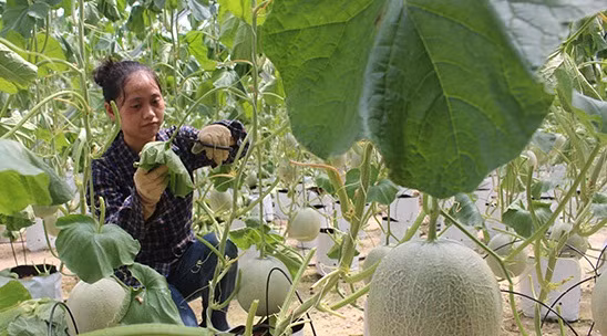 Khu nhà màng trồng dưa lưới của ông Trương Văn Hòa ở xóm 2 Hội Sơn (Nghệ An) có 2.000 gốc dưa, mỗi gốc cho một quả, mỗi quả đạt trọng lượng 1,5 đến 2kg. Ảnh: Báo Nghệ An.