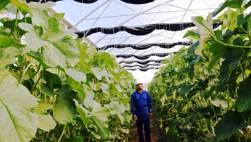 Anh Hoàng Văn Hướng, xóm 7, xã Diễn Thành, huyện Diễn Châu (Nghệ An) trồng thành công 1.000 m2 dưa lưới Malaysia trong nhà lưới khép kín. Ảnh: Báo Nghệ An.