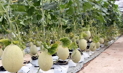 Tương tự, gia đình ông Đào Quang Trịnh ở thôn 1, xã Đông Sơn, huyện Thủy Nguyên, Hải Phòng cũng thành công với mô hình trồng dưa lưới kiểu Israel. Ông Trịnh đã đầu tư hàng chục tỷ đồng để biến 8.000m2 đất ruộng thành vườn dưa lưới công nghệ cao. Ảnh: Nông nghiệp.