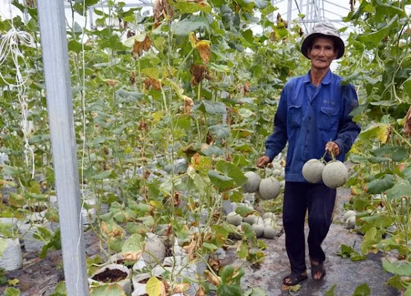Do thời gian sinh trưởng ngắn, lại áp dụng kỹ thuật chăm sóc công nghệ cao nên dưa lưới đạt năng suất cao, chất lượng tốt, có thể trồng 4 vụ/năm. Nhờ đó, hiện vườn dưa lưới của ông Chưng thu về khoảng 1,5 tỷ đồng (trong đó chi phí khoảng 30%). Ảnh: Dân Việt.
