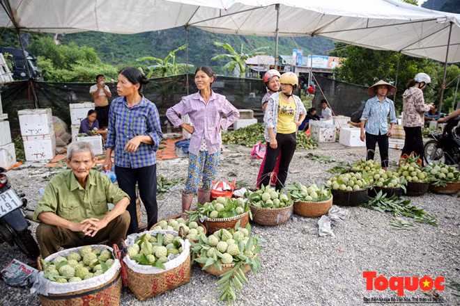Giá na năm nay theo đánh giá là khá ổn định, các loại na được phân loại riêng theo từng nhu cầu và từng đối tượng khách hàng.