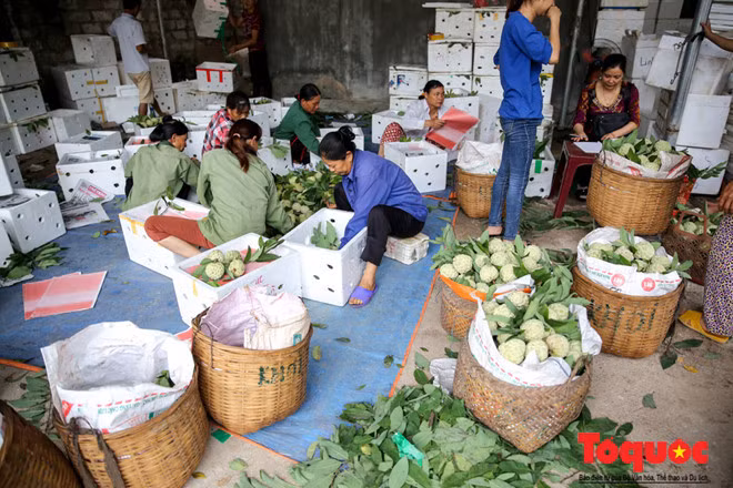 Na được các thương lái thu mua và tập trung lại chọn lọc những quả to đẹp đóng vào từng thùng xốp để dễ bảo quản và vận chuyển.
