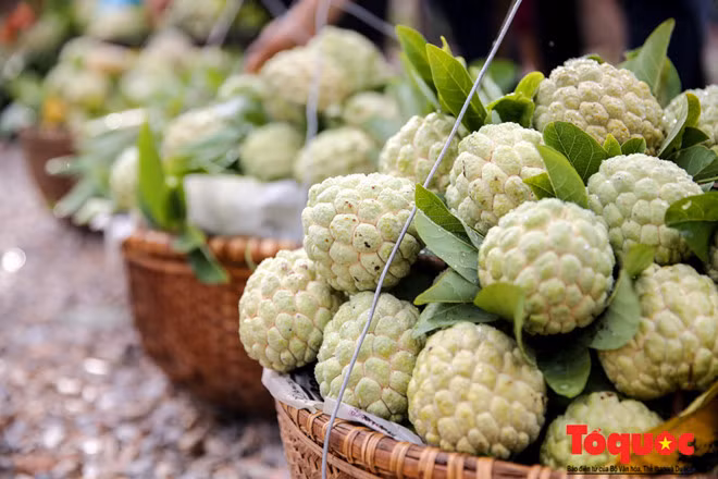 Vào ngày 11/8 tới, tại Thị Trấn Đồng Mỏ - Trung tâm huyện Chi Lăng sẽ diễn ra Lễ hội na. Đây là hoạt động thường niên nhằm tuyên truyền, quảng bá, giới thiệu đặc sản na Chi Lăng và hình ảnh Lạng Sơn đến đông đảo nhân dân trong nước và quốc tế.