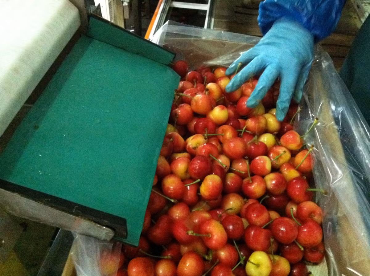 Tại Mỹ, cherry hoàng gia được bán nhiều trong các siêu thị. Ảnh: Blogspot.
