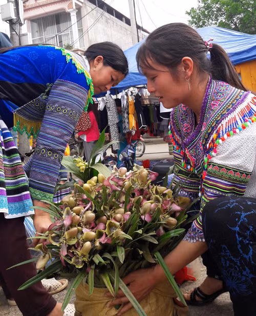 Hoa lan buộc thành bó… để dễ vận chuyển. Ảnh: Cao Cường.
