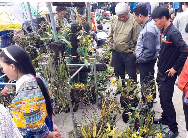 Phiên chợ hoa lan Bắc Hà mộc mạc thôi mà vẫn hấp dẫn và lý thú. Ảnh: Cao Cường.