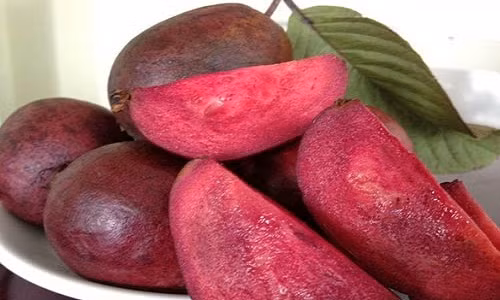 Phat sot voi oi sim ruot tim, gia 1,2 trieu dong/cay-Hinh-4