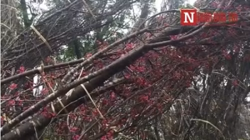 Le hoi hoa anh dao: Gia moi cay bao nhieu?-Hinh-2
