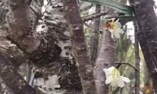 Le hoi hoa anh dao: Gia moi cay bao nhieu?