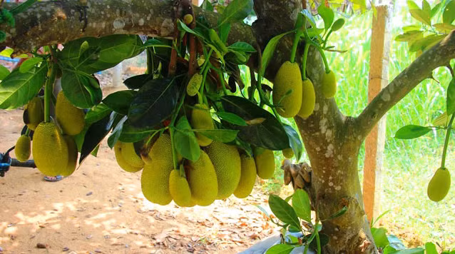 Hàng chục trái mít mọc chi chít từ tận gốc. Ảnh: Dân Việt.