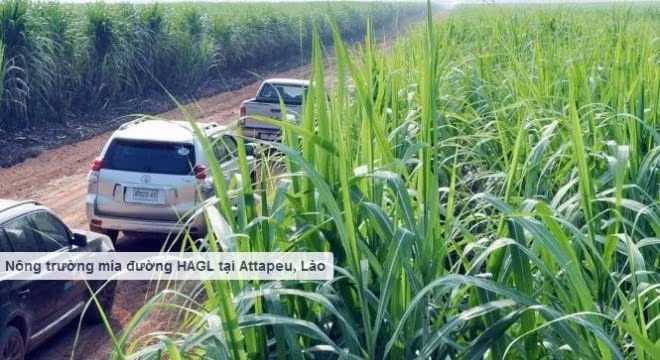 Năm 2012, Công ty Cổ phần Hoàng Anh Gia Lai (HAGL) cũng có kế hoạch niêm yết công ty con hoạt động trong lĩnh vực nông nghiệp lên sàn chứng khoán Singapore. Ảnh: Tvs.