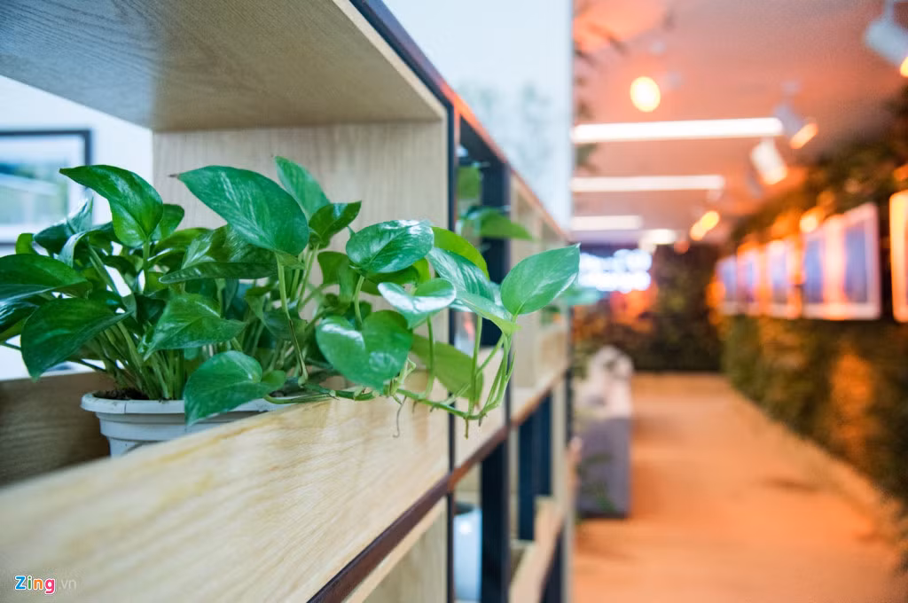 Hàng nghìn cây, được chăm sóc bằng hệ thống tưới nước tự động và hệ thống đèn tạo ánh sáng giúp cây có đủ điều kiện phát triển.