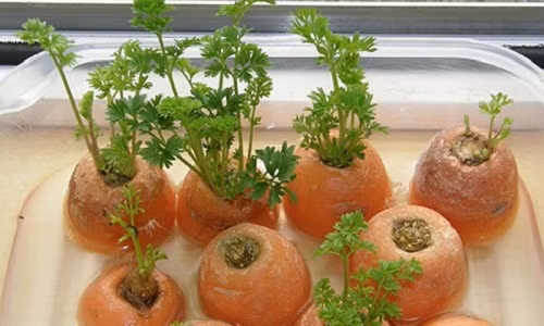 Ươm mầm cây cà rốt rất đơn giản. Bạn chỉ cần cắt khoảng 3-4 cm phần cuống của củ cà rốt sau đó ngâm ½ cuống vào trong nước. Để mầm cây cà rốt bên cửa sổ 1-2 tuần, lá xanh của củ cà rốt sẽ mọc lại.