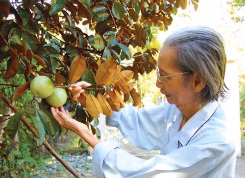 Thê thảm nhất là những trái vú sữa nhỏ (khoảng 10 quả/kg) có giá chỉ 5.000 - 6.000 đồng/kg, không bằng một nửa so với năm ngoái. Ảnh: Zing.