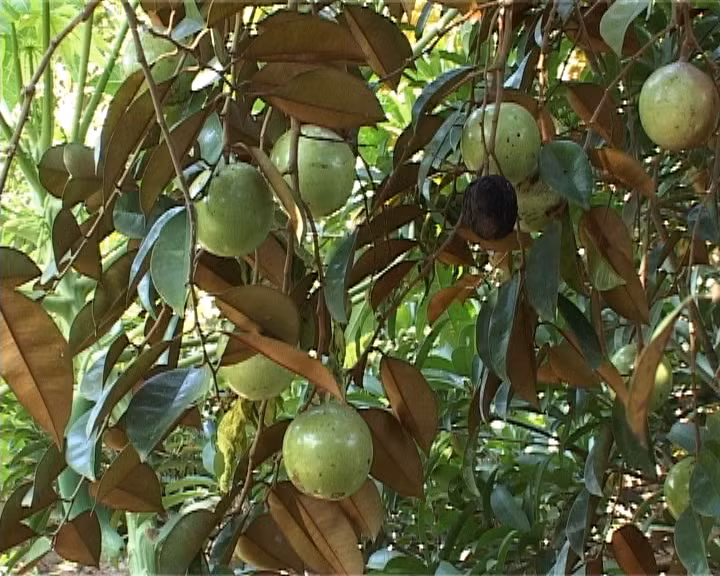 Tháng 3/2017, nông dân trồng vú sữa Lò Rèn ở huyện Châu Thành (Tiền Giang) lao đao vì giá giảm hơn một nửa so với năm trước. Giá mua tại vườn đối với loại ngon nhất (khoảng 4 quả/kg) khoảng 32.000 đến 35.000 đồng, thấp hơn gần 10.000 đồng so với năm trước. Ảnh: Songtre.