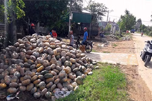 Cũng cùng cảnh ngộ, bí đỏ Đắk Lắk chỉ còn từ 300 đến 700 đồng/kg. Bí để đầy ngoài đường quốc mà nhưng chẳng ai mua. Ảnh: Cand.