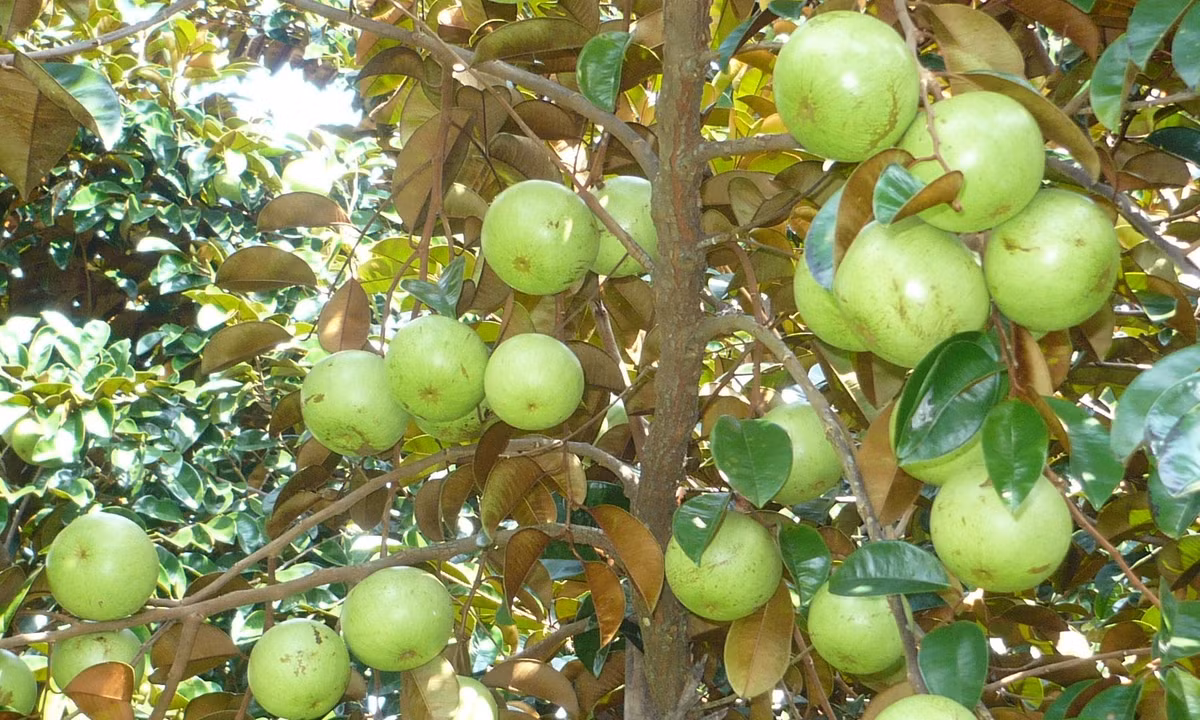 Lý giải cho nguyên nhân rớt giá, người dân cho rằng năm nay thời tiết thất thường, số lượng trái đạt chuẩn này chỉ khoảng 10% tổng sản lượng, trong khi đó, loại nhỏ chiếm tỷ lệ rất lớn. Ảnh: Haisanxunghe.